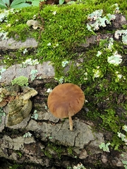 Simocybe serrulata