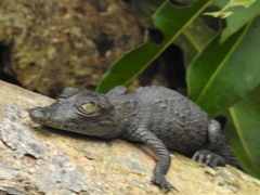 Crocodylus acutus