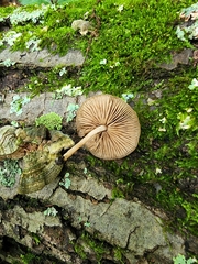 Simocybe serrulata
