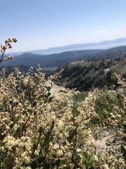 Holodiscus discolor microphyllus