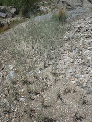 Eriogonum polycladon