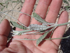 Eriogonum polycladon