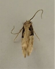 Crypsitricha pharotoma