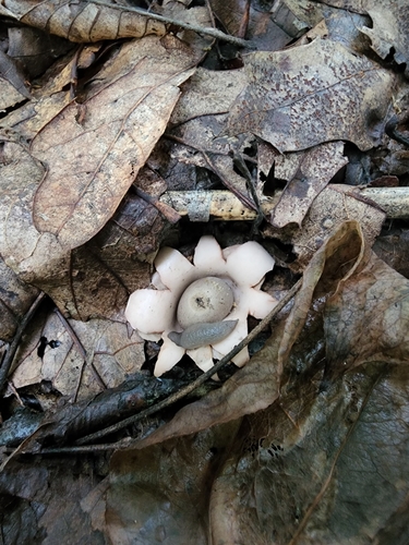 Geastrum