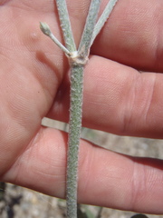 Eriogonum polycladon