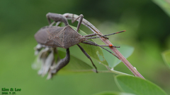 Anoplocnemis dallasi