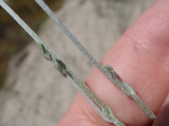 Eriogonum polycladon