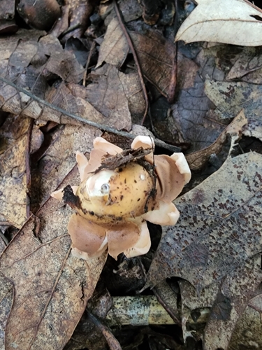 Geastrum (Photo 2 of 4)
