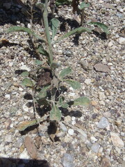 Eriogonum polycladon