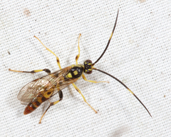 Cratichneumon paratus