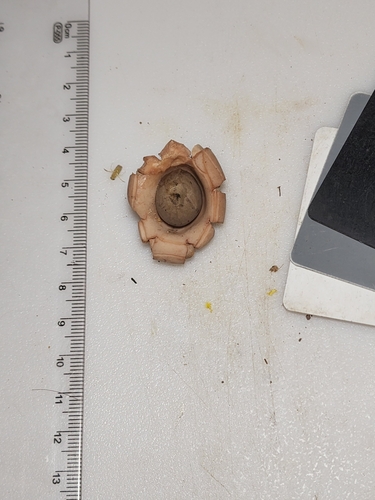 Geastrum (Photo 3 of 4)