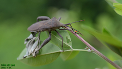 Anoplocnemis dallasi