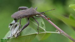 Anoplocnemis dallasi