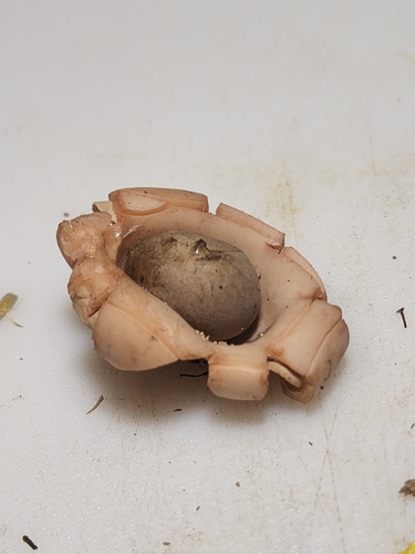 Geastrum (Photo 4 of 4)