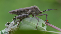 Anoplocnemis dallasi
