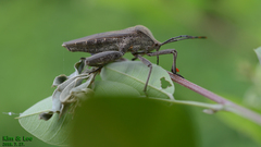 Anoplocnemis dallasi