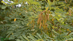 Fabaceae
