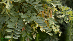 Fabaceae