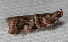Dioryctria pygmaeella