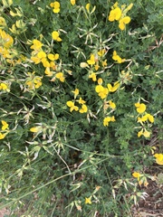 Lotus corniculatus