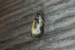 Olethreutes malana