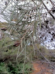 Hakea leucoptera