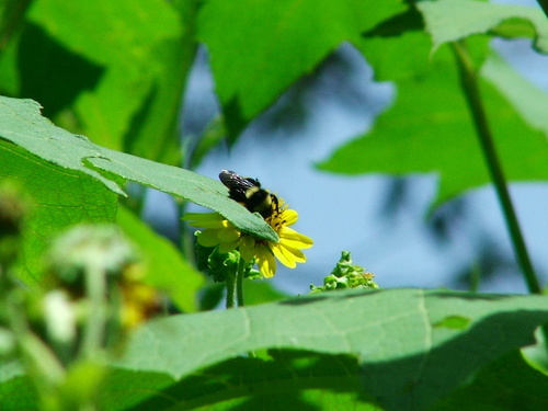 Middle-striped Bumble Bee