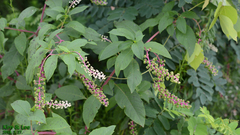 Phytolacca americana