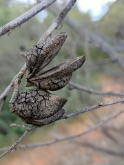 Hakea leucoptera