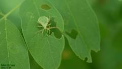Homoeocerus dilatatus