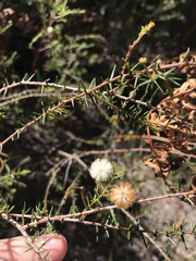 Acacia ulicifolia