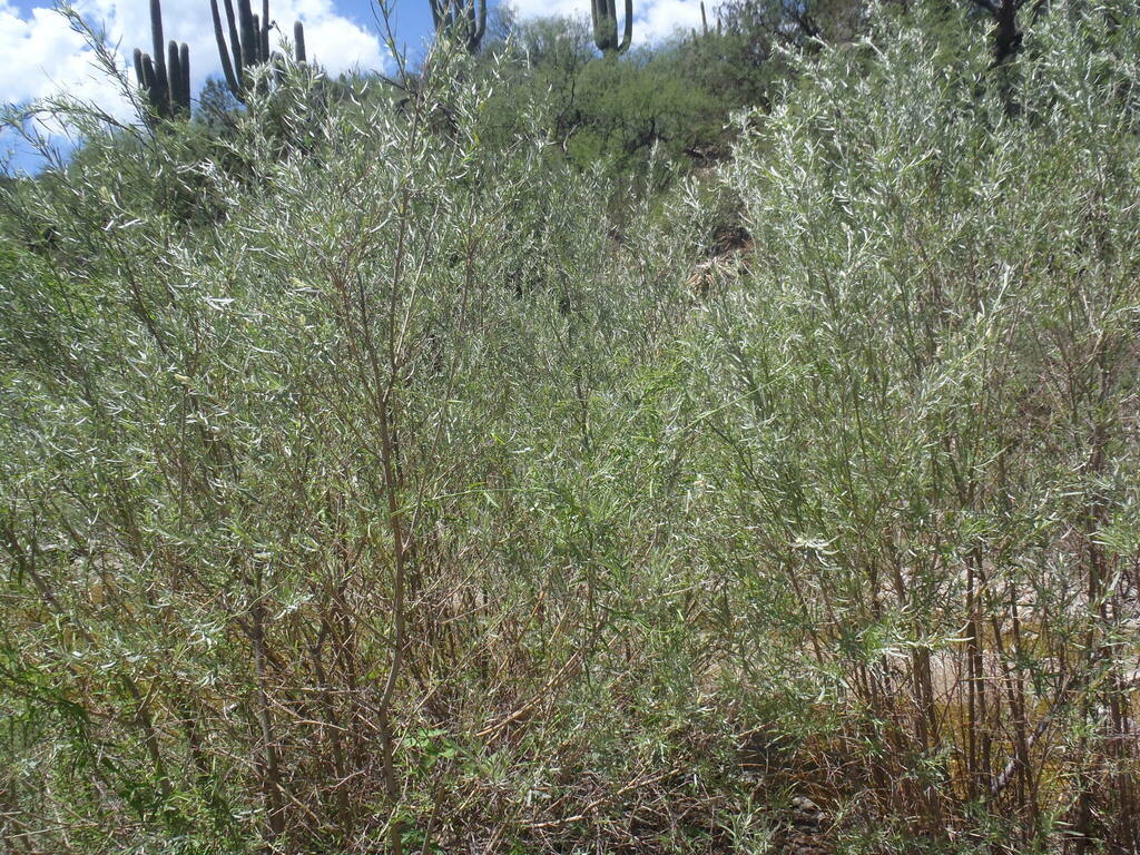 Narrowleaf Willow from Pima County, AZ, USA on August 6, 2022 at 12:16 ...