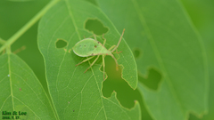 Homoeocerus dilatatus