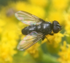 Rhinophora lepida