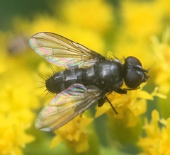 Rhinophora lepida
