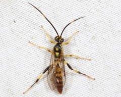 Cratichneumon paratus