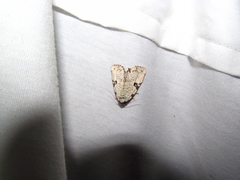 Leuconycta diphteroides