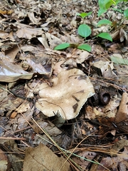 Russula eccentrica