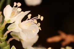 Polygonella americana