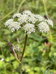 Conioselinum chinense