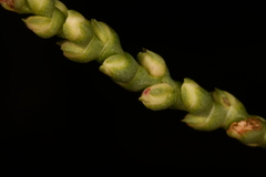 Polygonella americana
