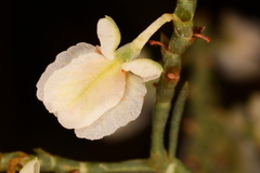 Polygonella americana