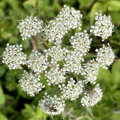 Conioselinum chinense