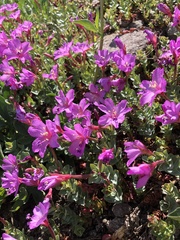 Epilobium obcordatum