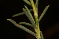 Polygonella americana