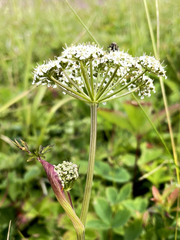 Conioselinum chinense