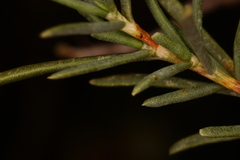 Polygonella americana