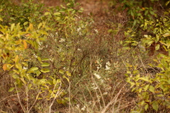 Polygonella americana
