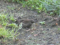 Passerella iliaca