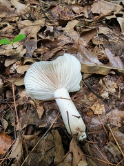 Russula eccentrica